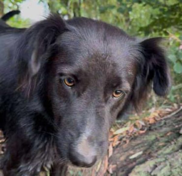 Bagira - von Soldat gerettet