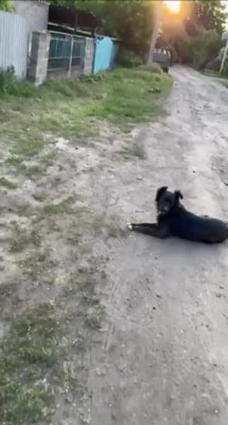 Bagira - von Soldat gerettet