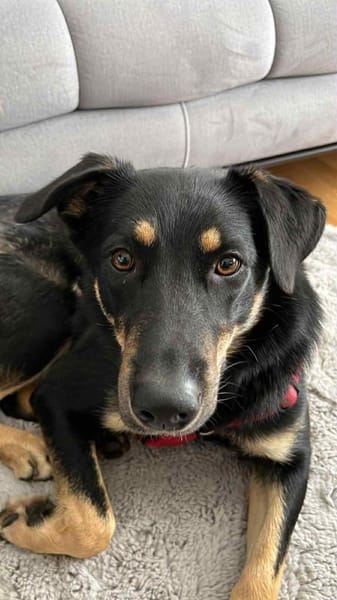 Intelligente Fanny sucht ihre Menschen