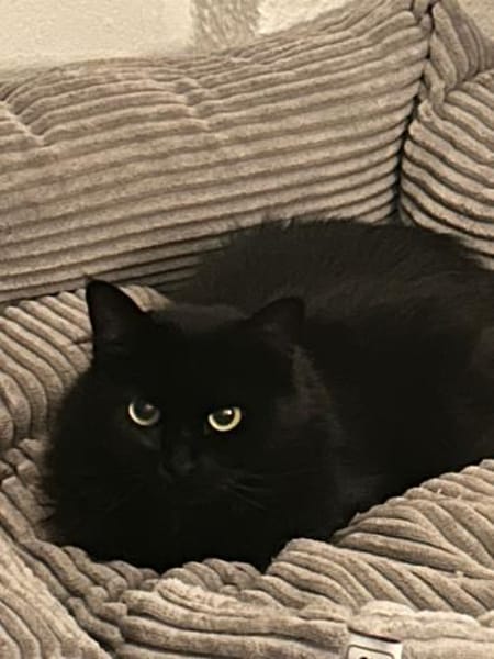 Wunderschöne und unkomplizierte Blasa