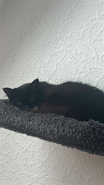 Wunderschöne und unkomplizierte Blasa