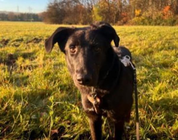 Lieber, schmusiger Coro