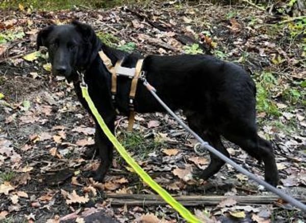 Lieber, schmusiger Coro