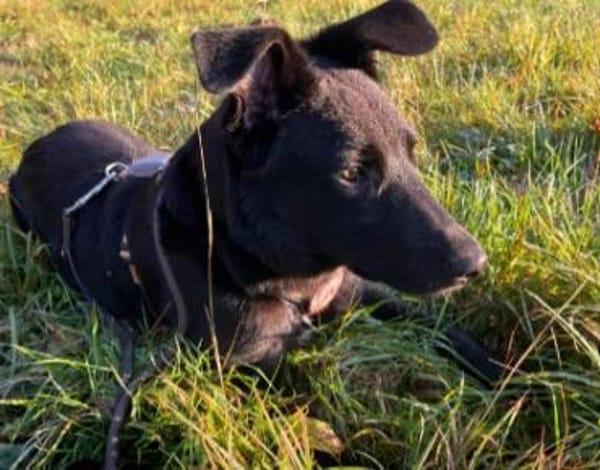 Lieber, schmusiger Coro