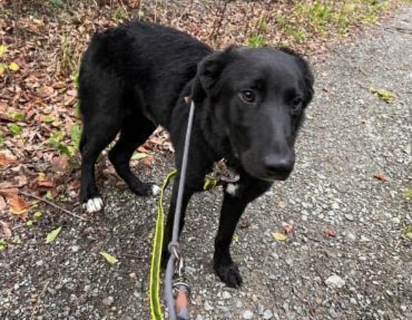 Lieber, schmusiger Coro