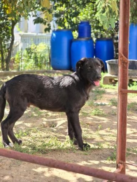 Lieber, schmusiger Coro