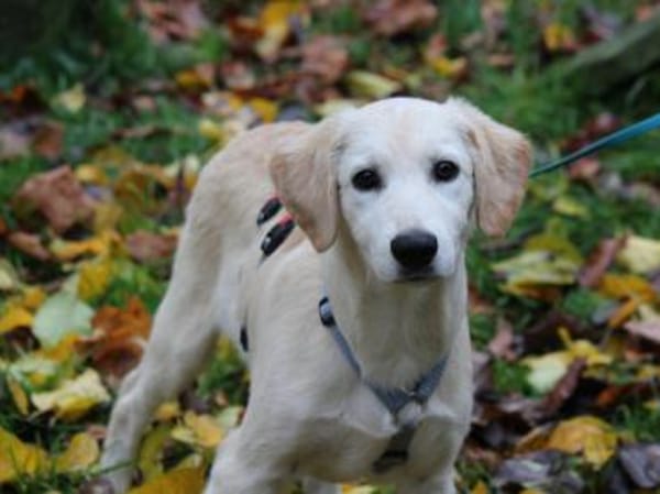 Darf Arpad zu Ihnen ziehen?