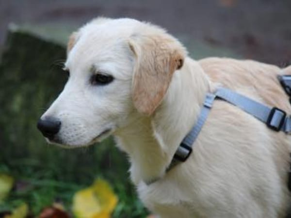 Darf Arpad zu Ihnen ziehen?