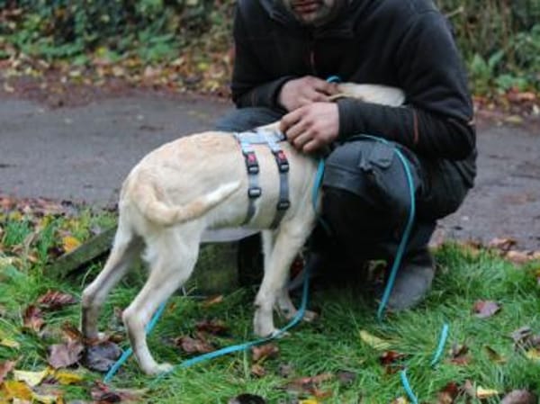 Darf Arpad zu Ihnen ziehen?