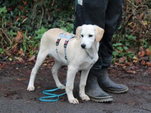 Darf Arpad zu Ihnen ziehen?