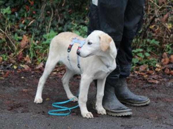 Darf Arpad zu Ihnen ziehen?