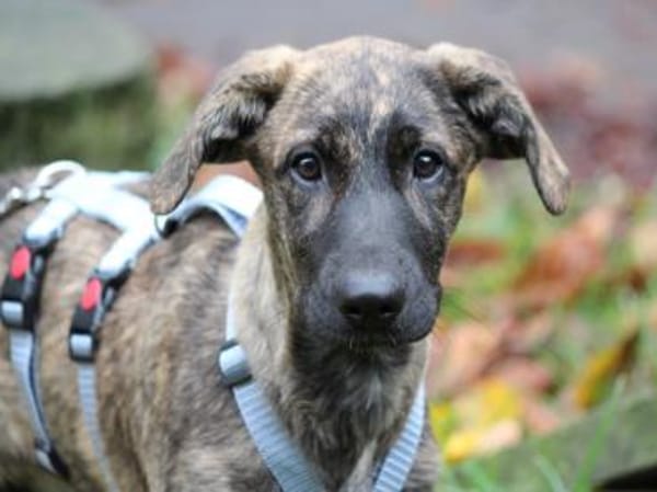 Darf Annetta zu Ihnen gehören?