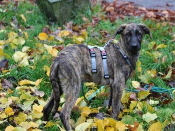 Darf Annetta zu Ihnen gehören?