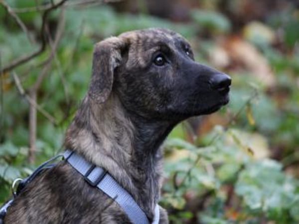 Darf Annetta zu Ihnen gehören?