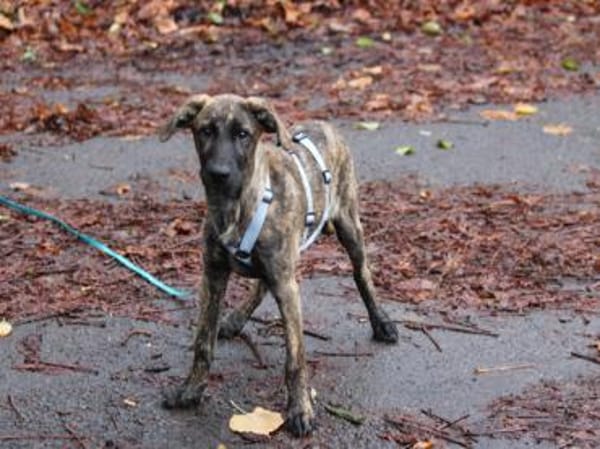 Darf Annetta zu Ihnen gehören?