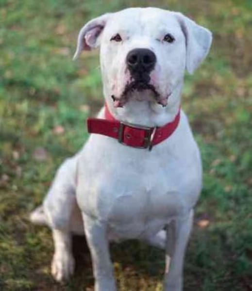 Boo, ein Traumhund su. Zuhause