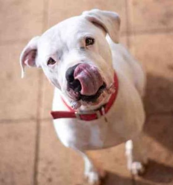 Boo, ein Traumhund su. Zuhause