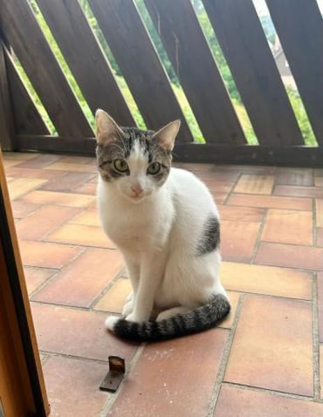 Mia - schüchteren Katze sucht Zuhause
