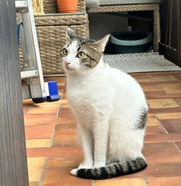 Mia - schüchteren Katze sucht Zuhause