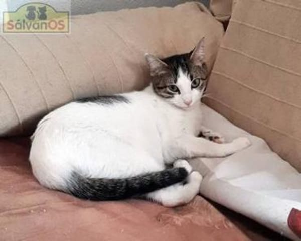Mia - schüchteren Katze sucht Zuhause