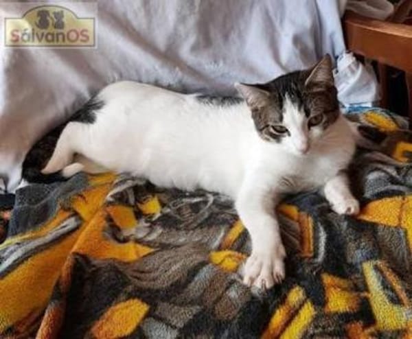 Mia - schüchteren Katze sucht Zuhause