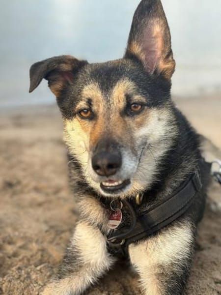 Takko sucht sein Zuhause