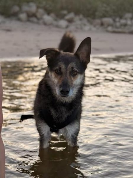 Takko sucht sein Zuhause