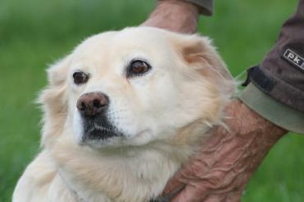 Goldie - sehr lieb u. verschmust