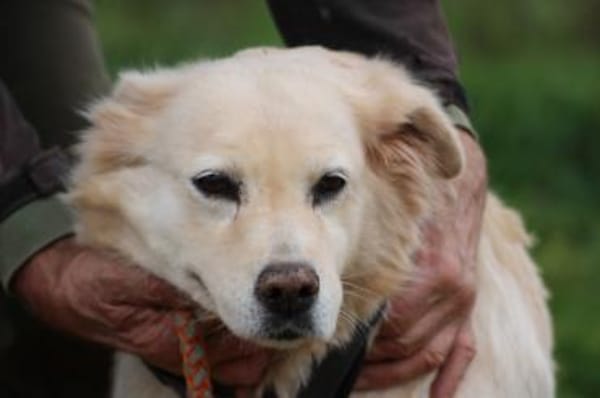 Goldie - sehr lieb u. verschmust