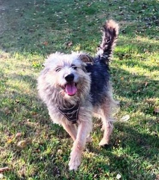 Otty ist aktiv, pfiffig und super!