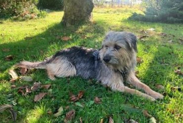 Otty ist aktiv, pfiffig und super!