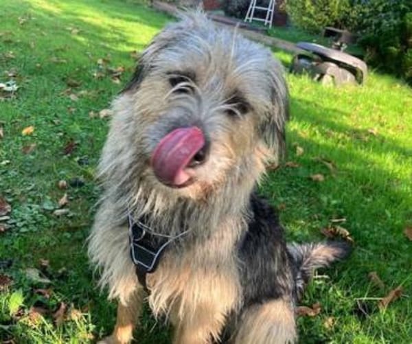 Otty ist aktiv, pfiffig und super!