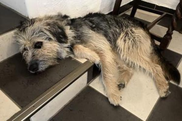 Otty ist aktiv, pfiffig und super!