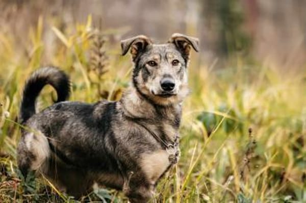 Lustige Maya sucht ihre Familie