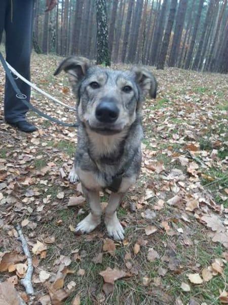 Lustige Maya sucht ihre Familie