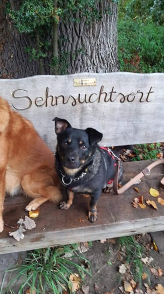 Olli - menschenbezogen und aktiv