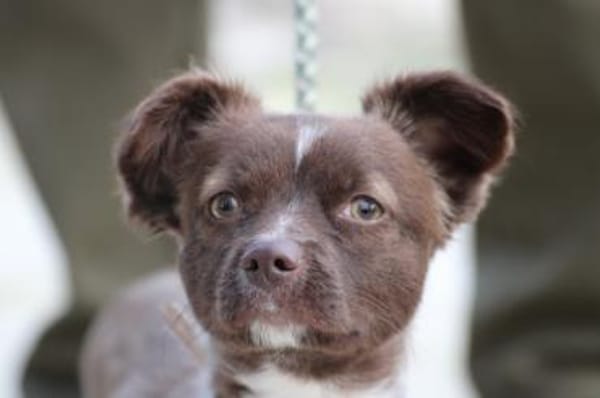 Gipsy - zutrauliche, goldige Junghündin