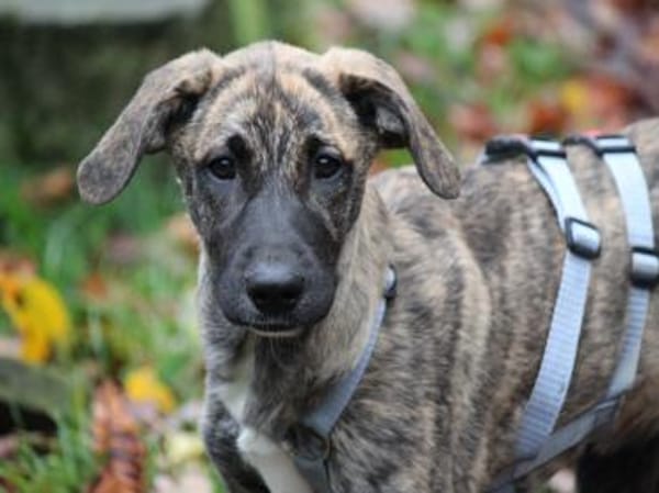 Anna sucht endgültiges Zuhause