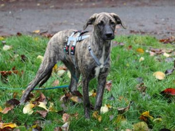 Anna sucht endgültiges Zuhause