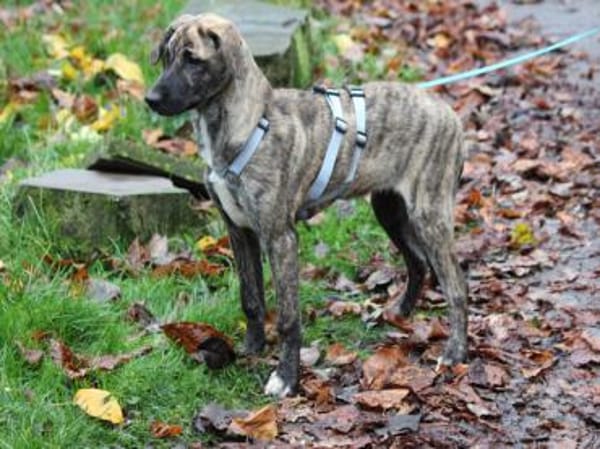 Anna sucht endgültiges Zuhause