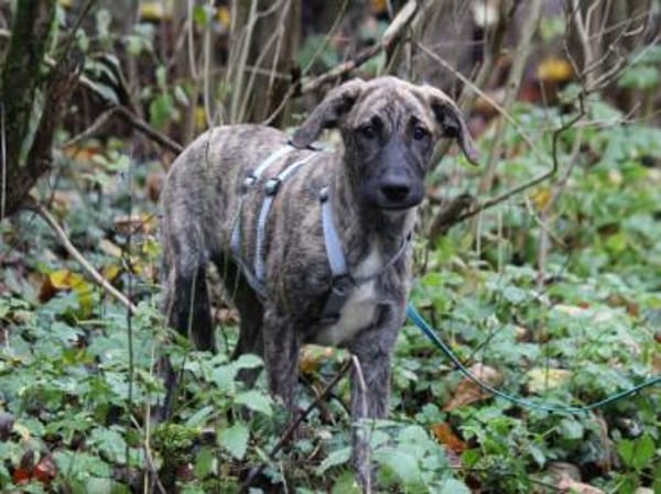 Anna sucht endgültiges Zuhause