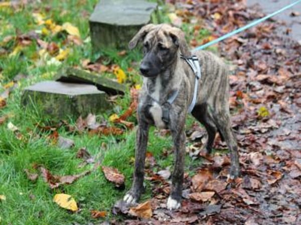 Anna sucht endgültiges Zuhause