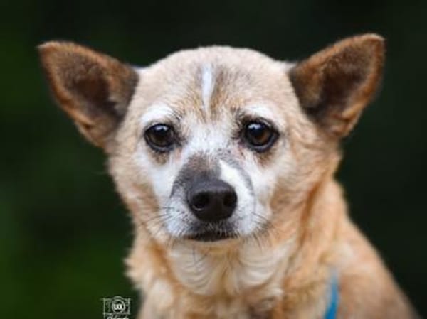 Familienanschluss für Akita gesucht