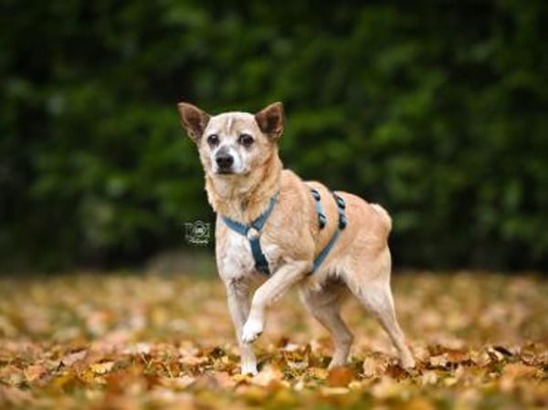 Familienanschluss für Akita gesucht