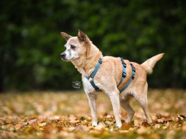 Familienanschluss für Akita gesucht