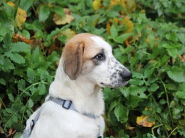 Darf Astolfo zu Ihnen ziehen?