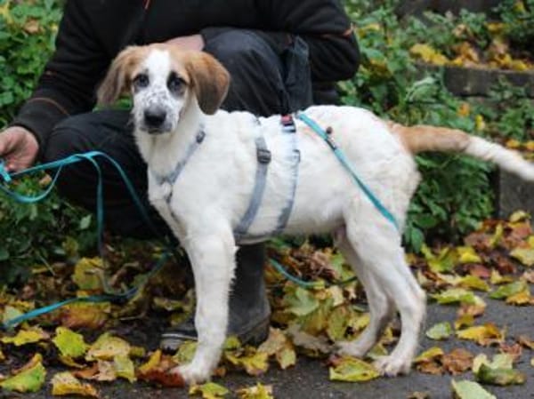 Darf Astolfo zu Ihnen ziehen?