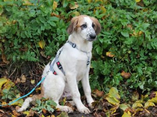 Darf Astolfo zu Ihnen ziehen?