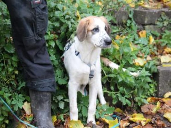 Darf Astolfo zu Ihnen ziehen?