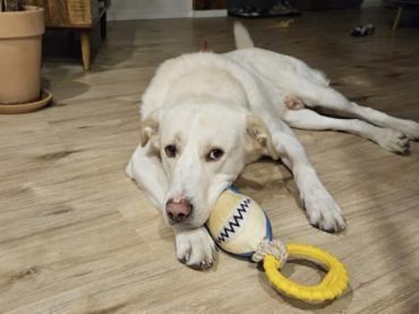 Brick möchte beschäftigt werden